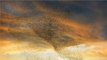 murmuration.jpg